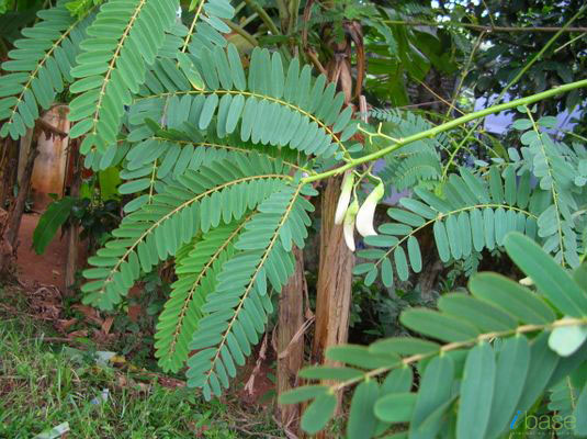 Sesbania grandiflora